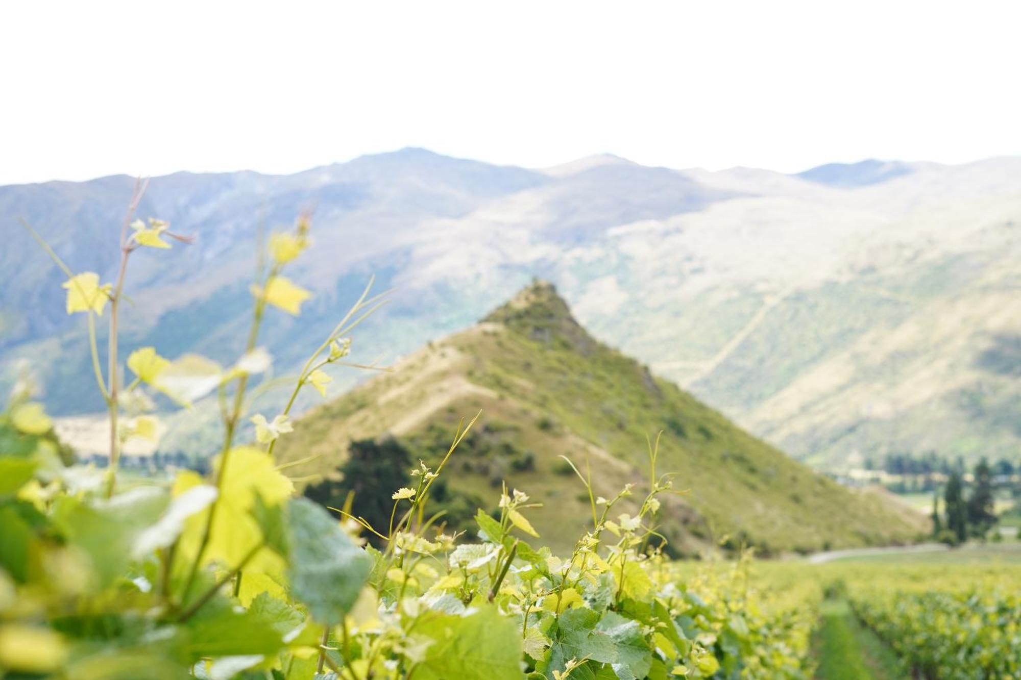 Mt Rosa Lodge Boutique Vineyard Accommodation Wanaka Exterior photo
