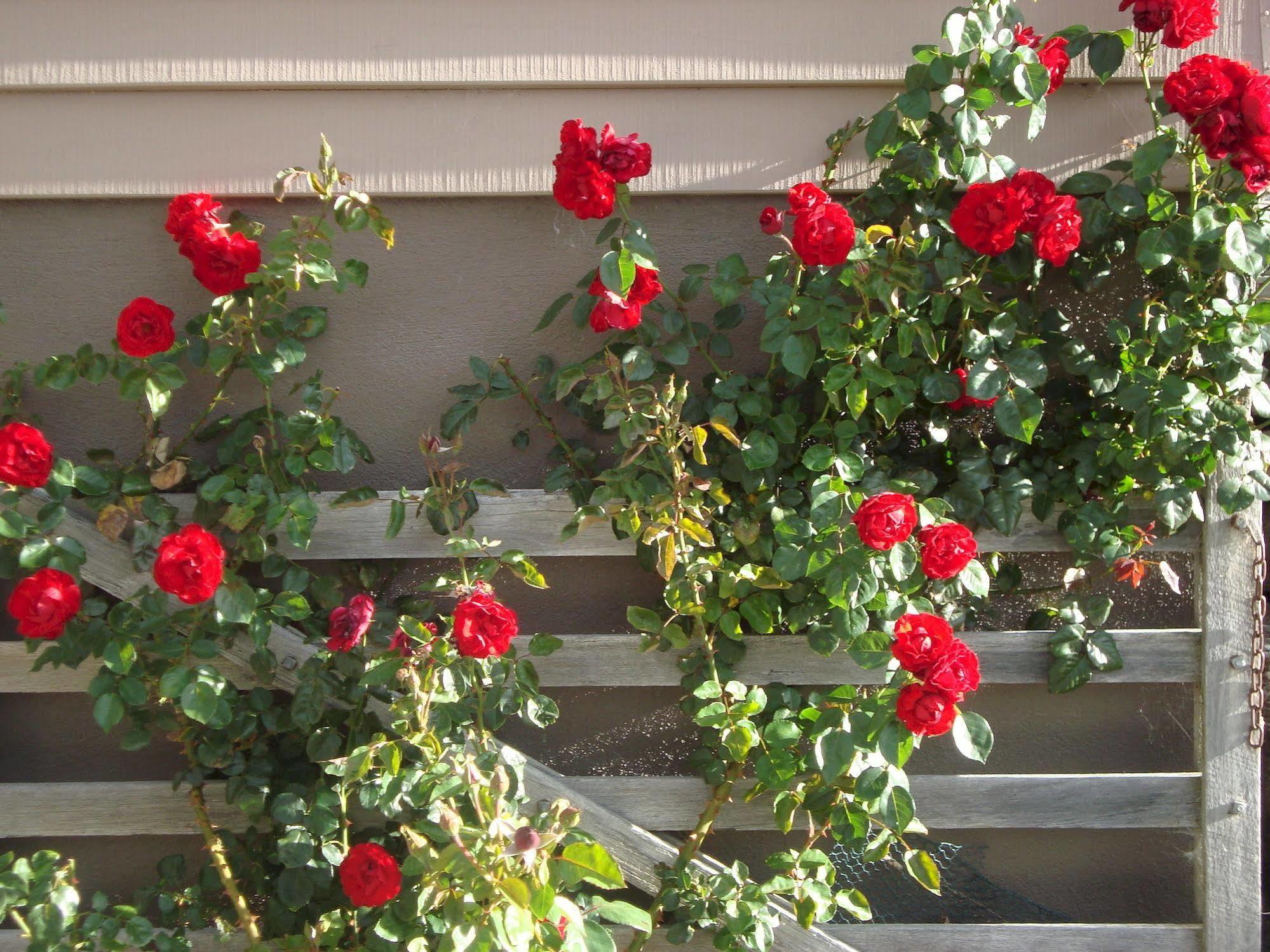 Mt Rosa Lodge Boutique Vineyard Accommodation Wanaka Exterior photo